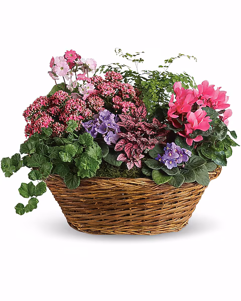 Simply Chic Mixed Plant Basket